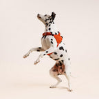 Dalmatian dog wearing an orange harness on a light beige background