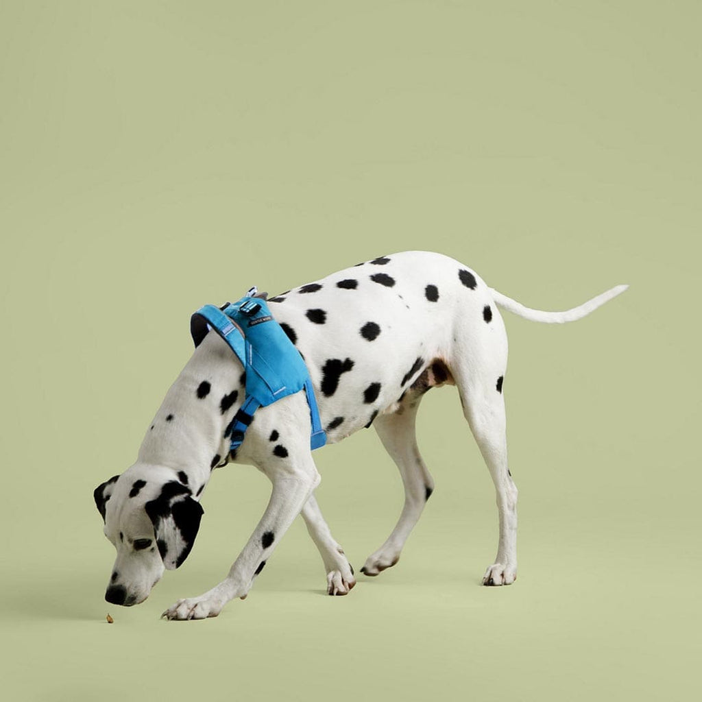 Dalmatian dog wearing a blue harness on a green background