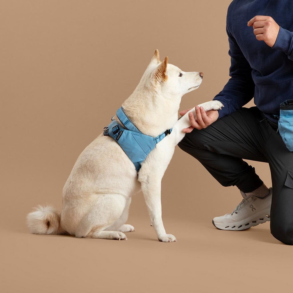 Dog wearing a blue harness sitting on a brown background with a person kneeling beside it.