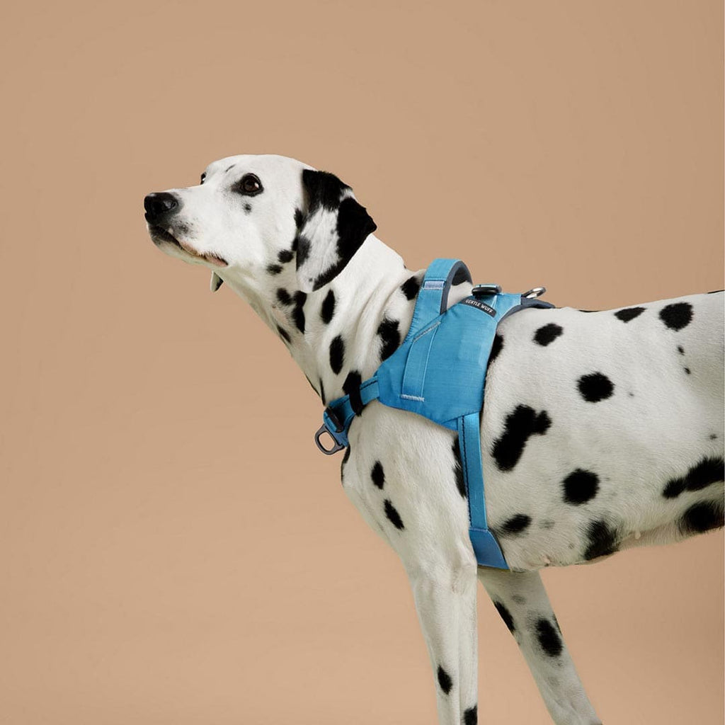 Dalmatian dog wearing a blue harness on a beige background