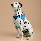 Dalmatian dog wearing a blue harness on a beige background