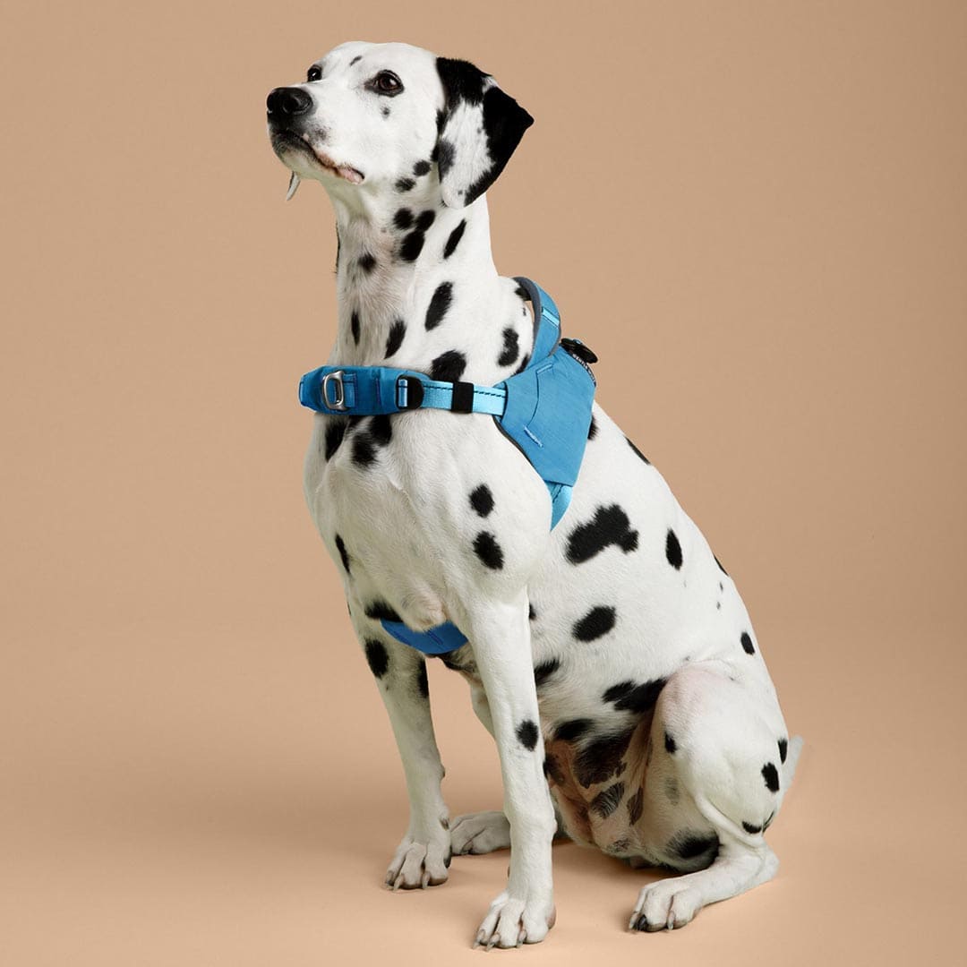Dalmatian dog wearing a blue harness on a beige background
