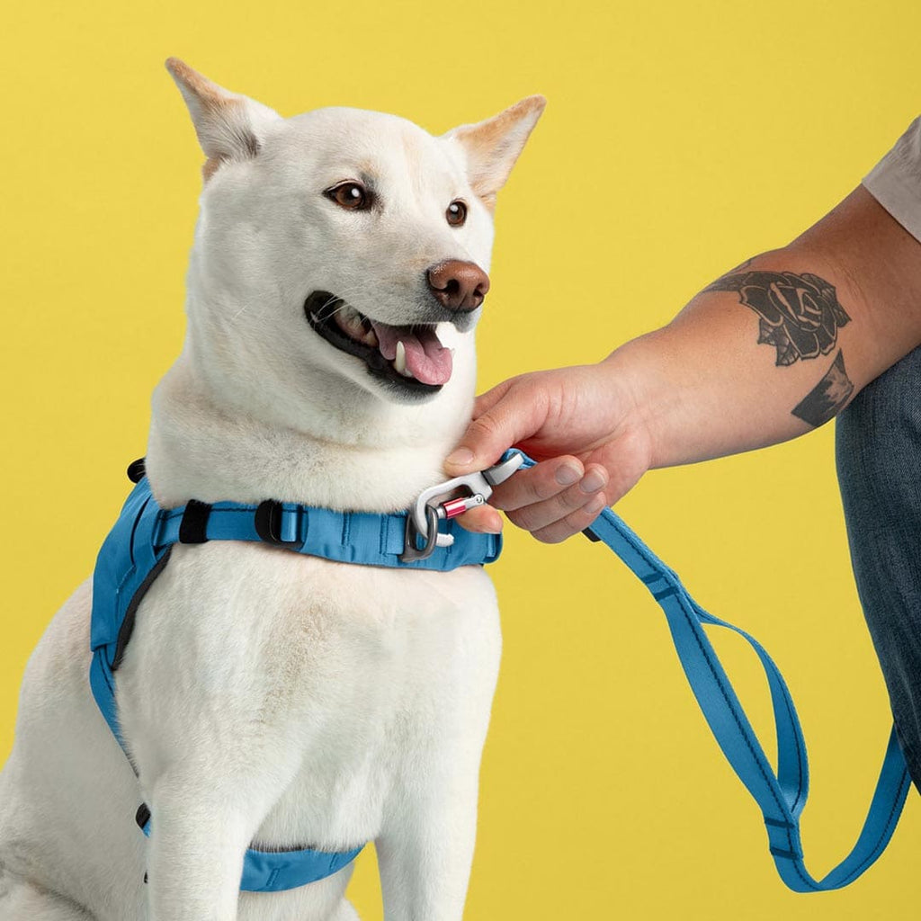White dog wearing a blue harness and leash with a person's hand on a yellow background