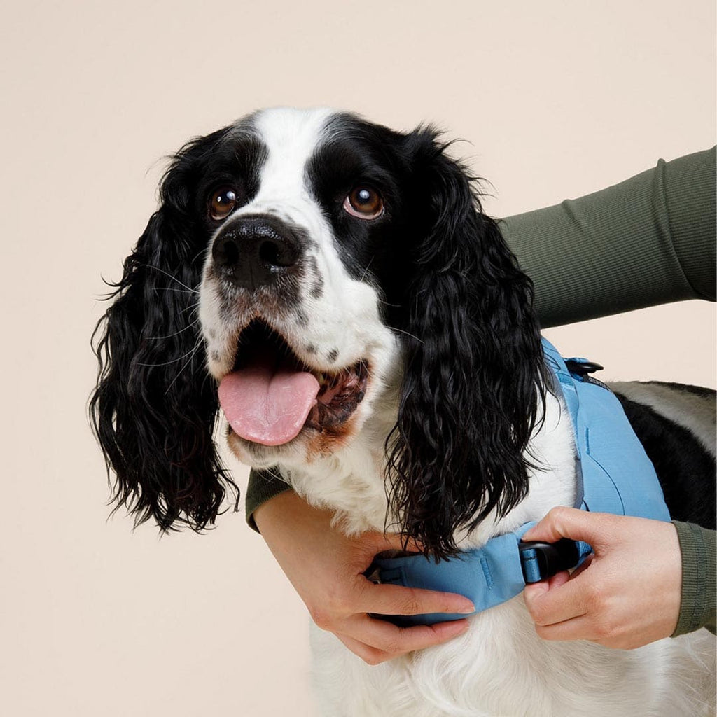 Dog wearing a blue life jacket with a person holding it, on a beige background
