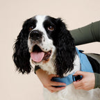 Dog wearing a blue life jacket with a person holding it, on a beige background
