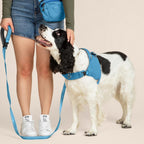 Person holding a blue dog leash with a black and white dog wearing a blue harness on a beige background