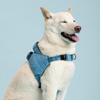 White dog wearing a blue harness on a light blue background