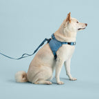 Dog wearing a blue harness and leash on a light blue background