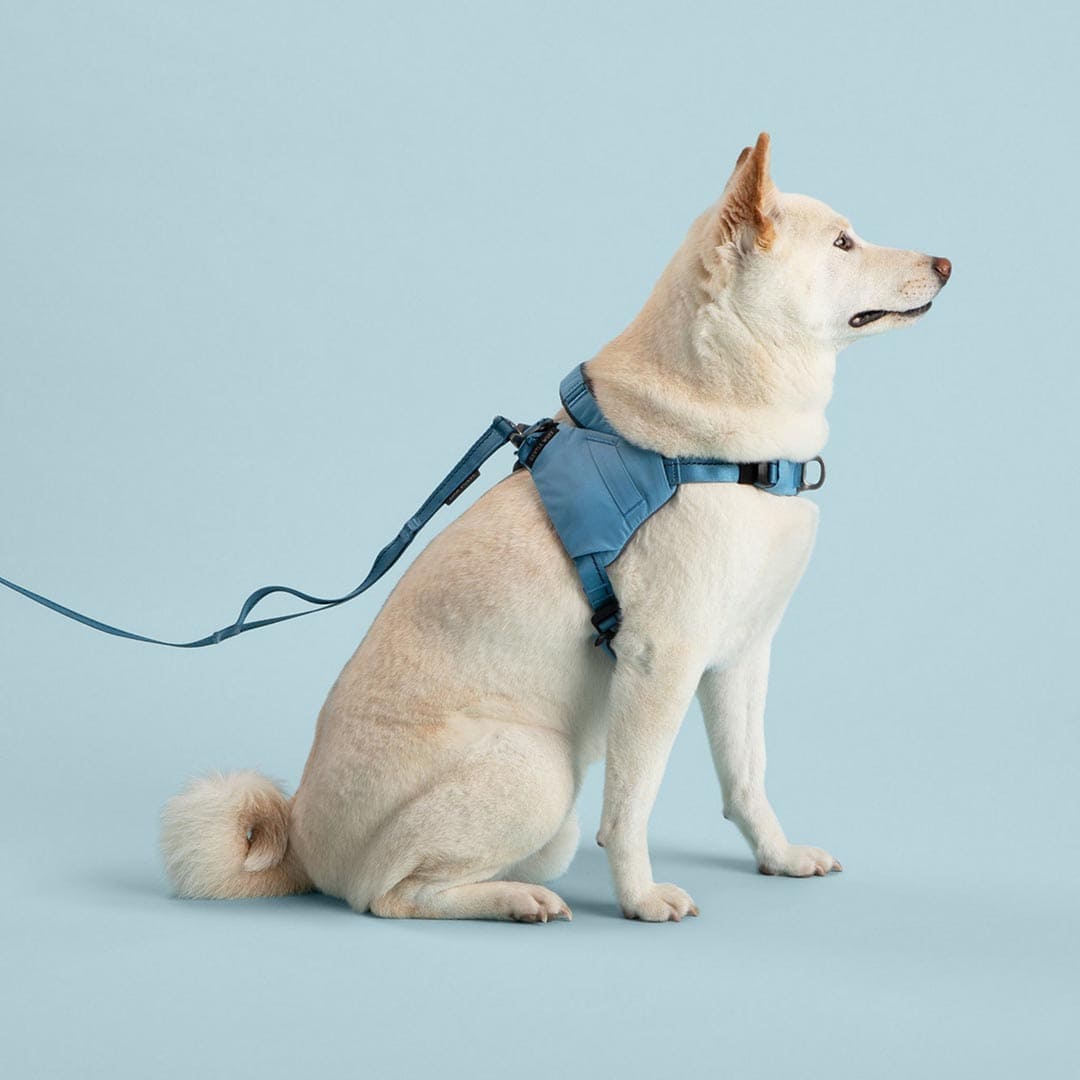 Dog wearing a blue harness and leash on a light blue background