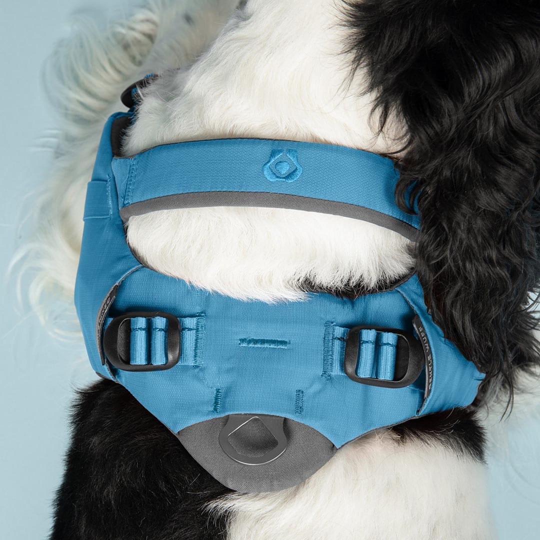 Dog wearing a blue muzzle with a light gray background