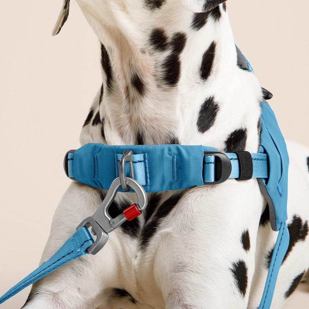 Dalmatian dog wearing a blue harness with a red clip on a beige background