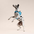 Dalmatian dog wearing a blue harness on a beige background