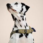 Dalmatian dog wearing a green harness on a beige background