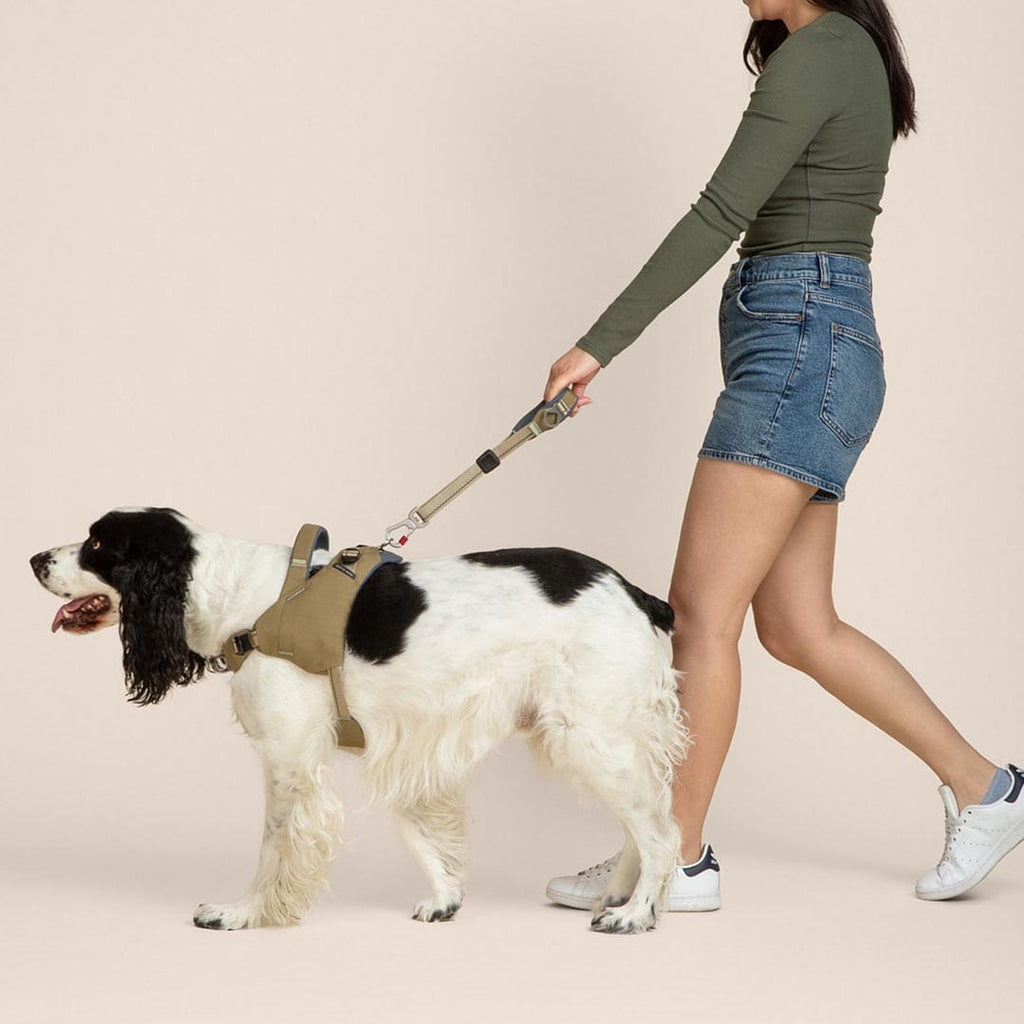 Person walking a dog on a leash against a beige background