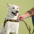 White dog wearing a harness with a person holding a leash against a green background