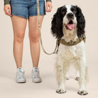 Dog on a leash standing next to a person wearing denim shorts and gray sneakers on a beige background