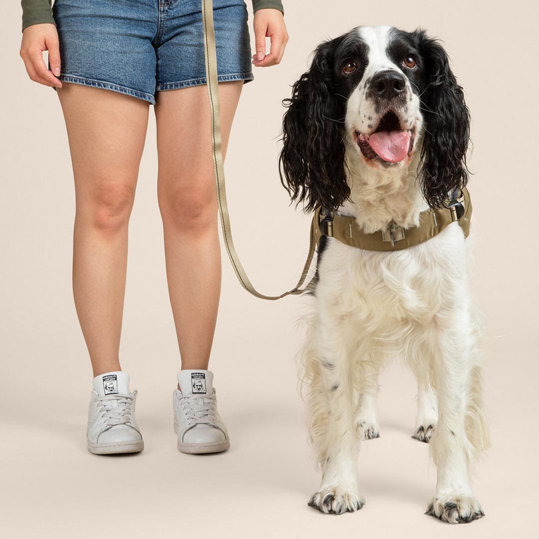 Dog on a leash standing next to a person wearing denim shorts and gray sneakers on a beige background