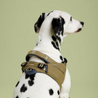 Dalmatian dog wearing a brown harness on a light green background