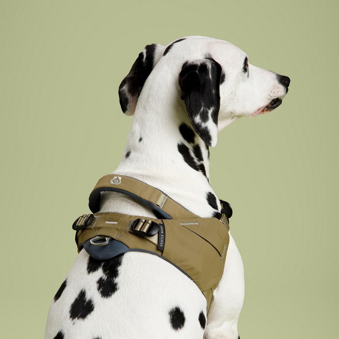 Dalmatian dog wearing a brown harness on a light green background
