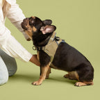 Small dog wearing a beige harness on a green background