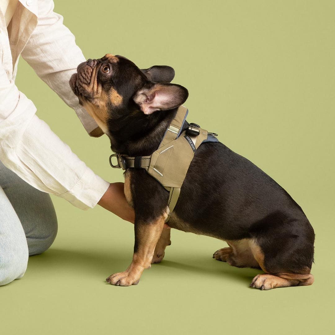Small dog wearing a beige harness on a green background