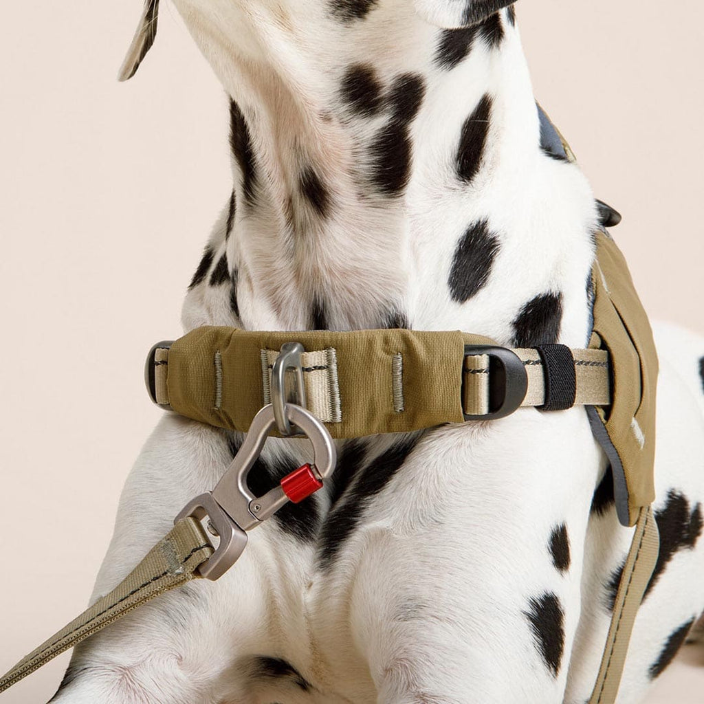 Dalmatian wearing a green harness with a red clip on a beige background