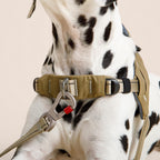 Dalmatian wearing a green harness with a red clip on a beige background