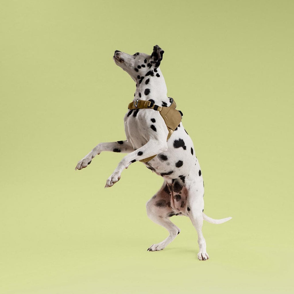 Dalmatian dog wearing a harness on a light green background