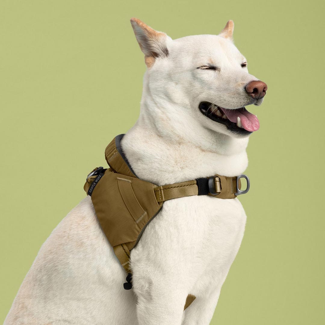 White dog wearing a brown tactical harness on a green background