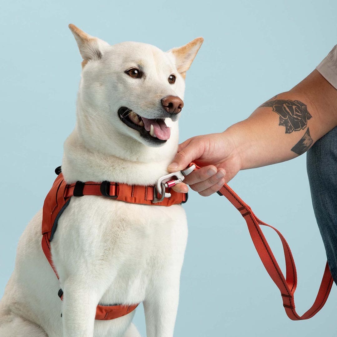 White dog wearing an orange harness with a person holding the leash against a light blue background