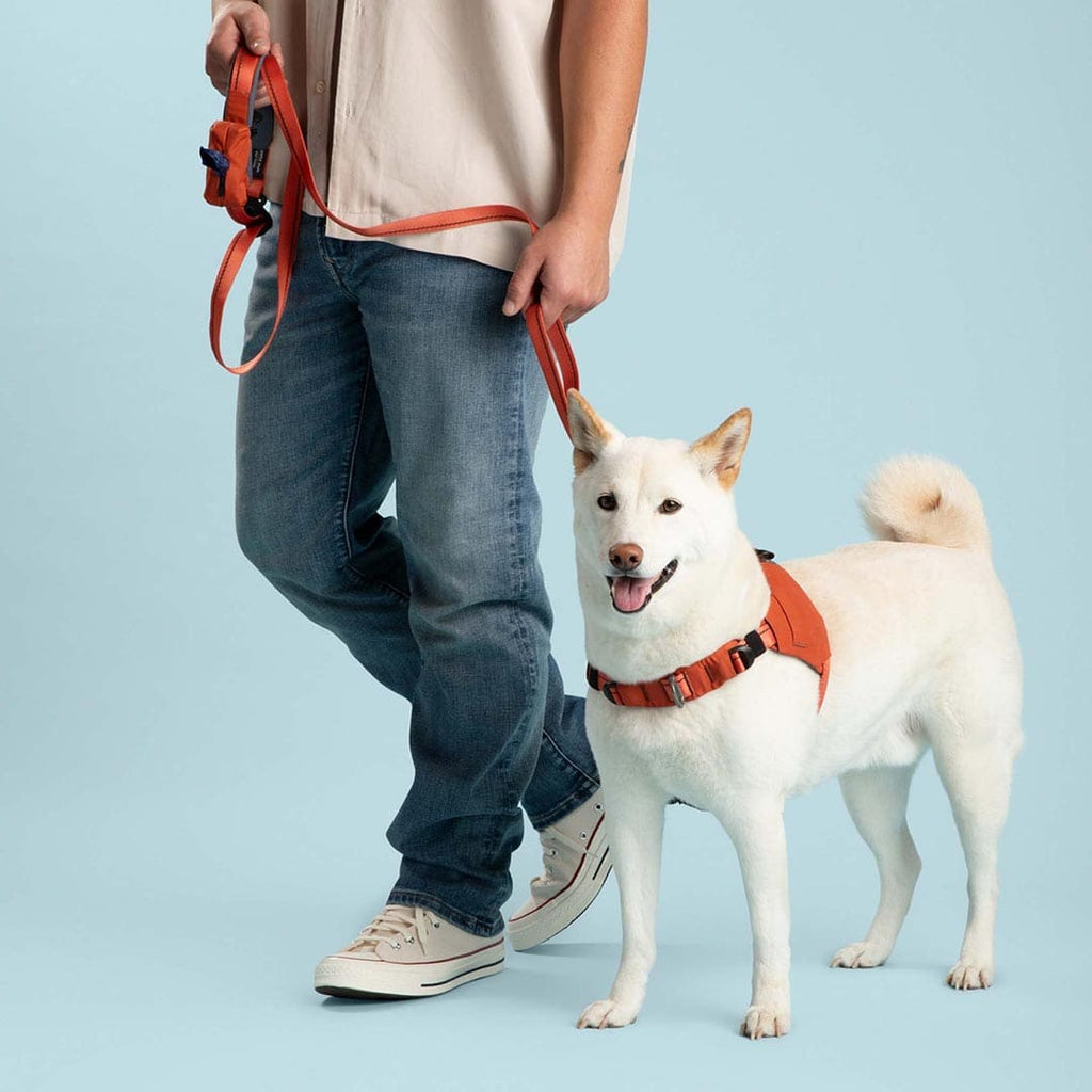 Person holding a red dog leash with a white dog on a light blue background