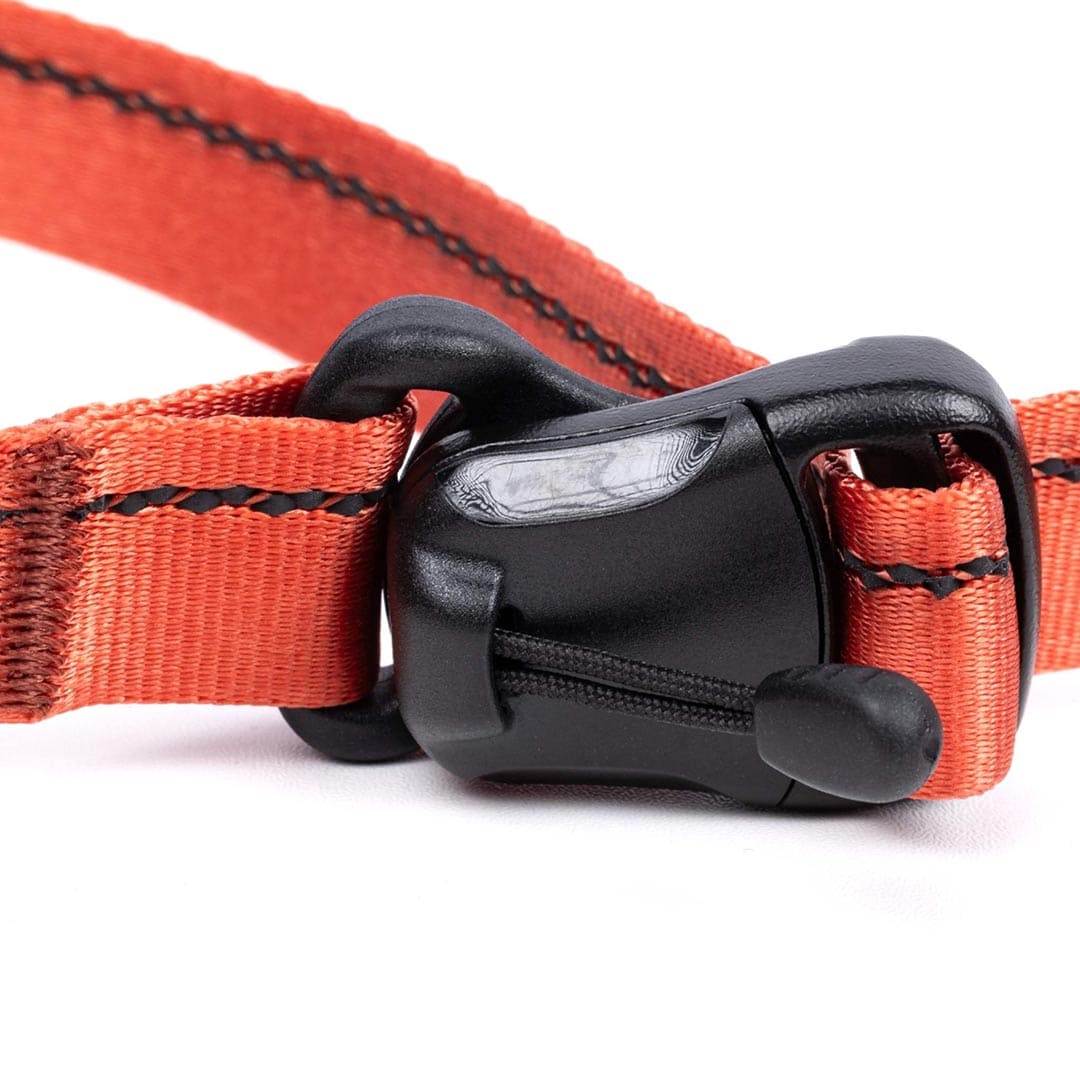 Close-up of an orange dog collar with a black plastic buckle on a white background