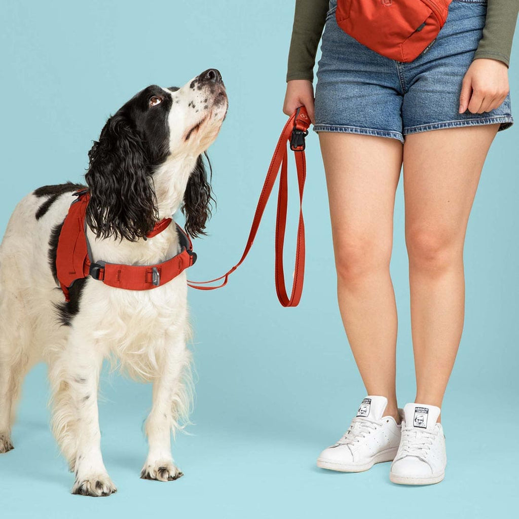Dog wearing a red harness and leash next to a person on a blue background