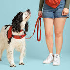 Dog wearing a red harness and leash next to a person on a blue background