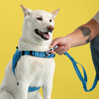 White dog wearing a blue harness and leash with a person's hand on a yellow background