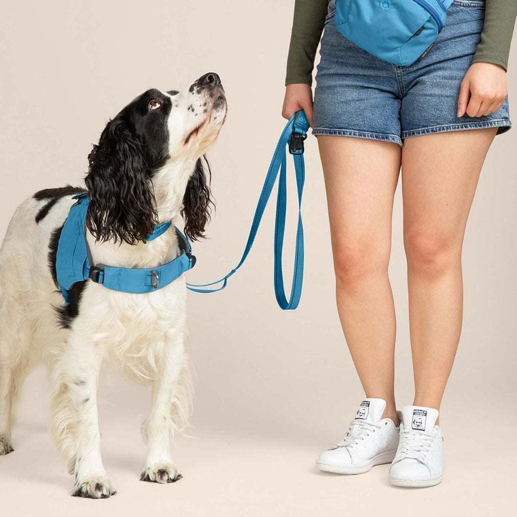 Dog wearing a blue harness and leash with a person in the background