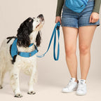 Dog wearing a blue harness and leash with a person in the background