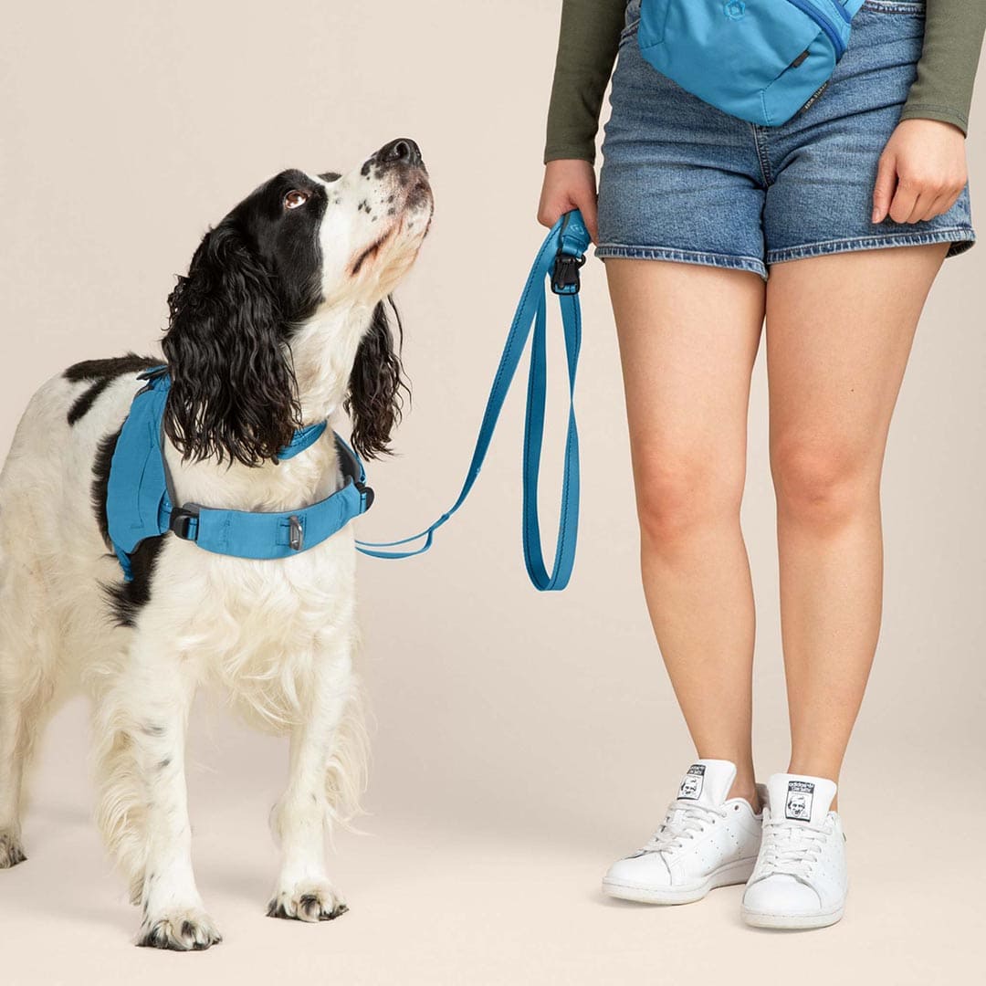 Dog wearing a blue harness and leash with a person in the background