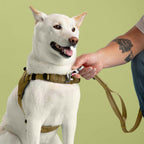 White dog wearing a brown harness with a person holding a leash against a green background