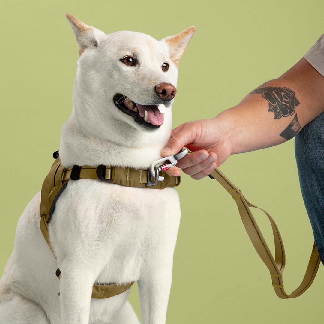White dog wearing a brown harness with a person holding a leash against a green background