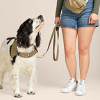 Dog wearing a harness on a leash with a person in shorts and sneakers against a plain background