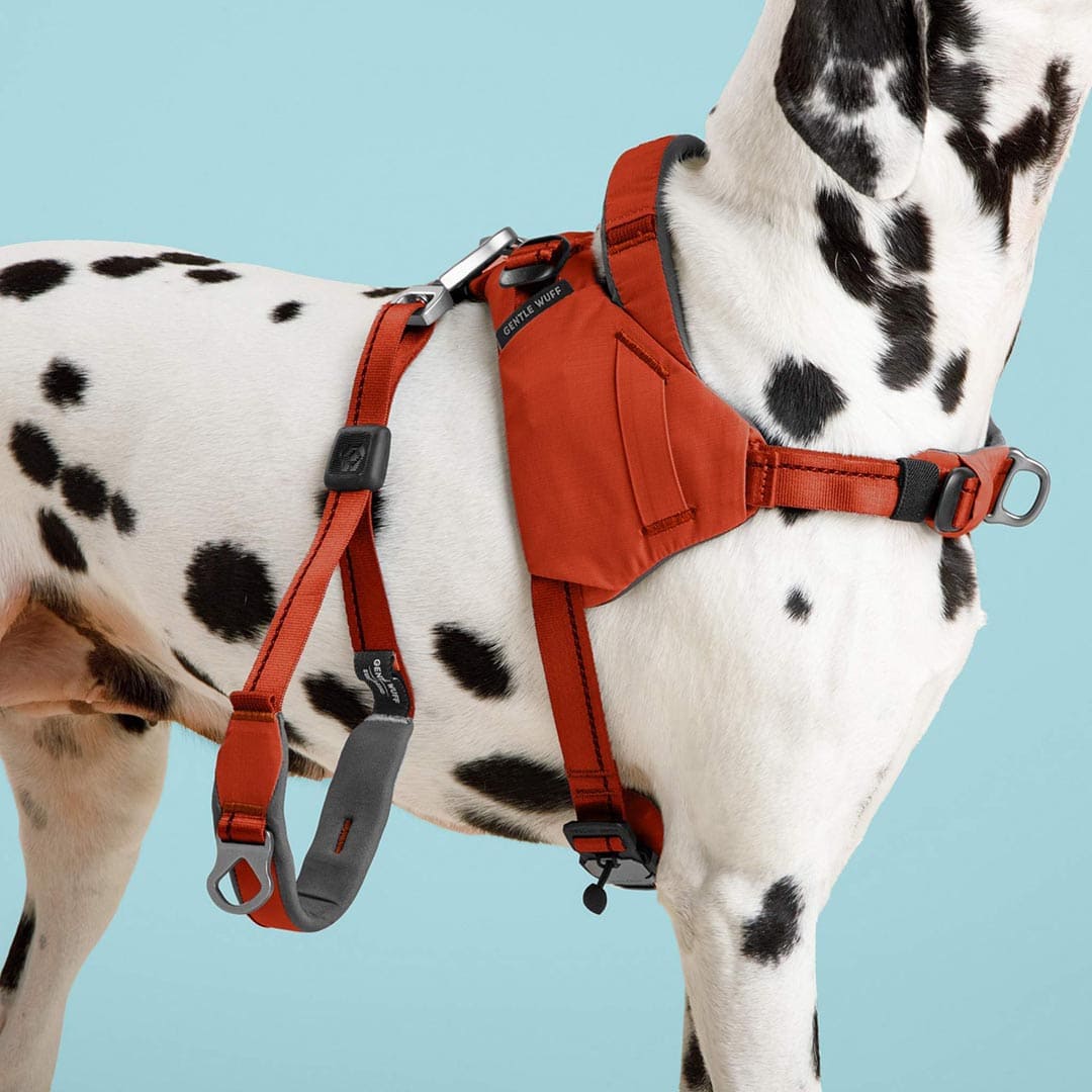 Dalmatian wearing a red harness on a light blue background