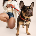 Person holding a red dog leash with a French Bulldog wearing a matching collar on a plain background