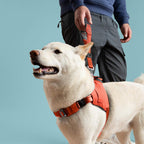White dog wearing an orange harness with a person holding the leash on a light blue background