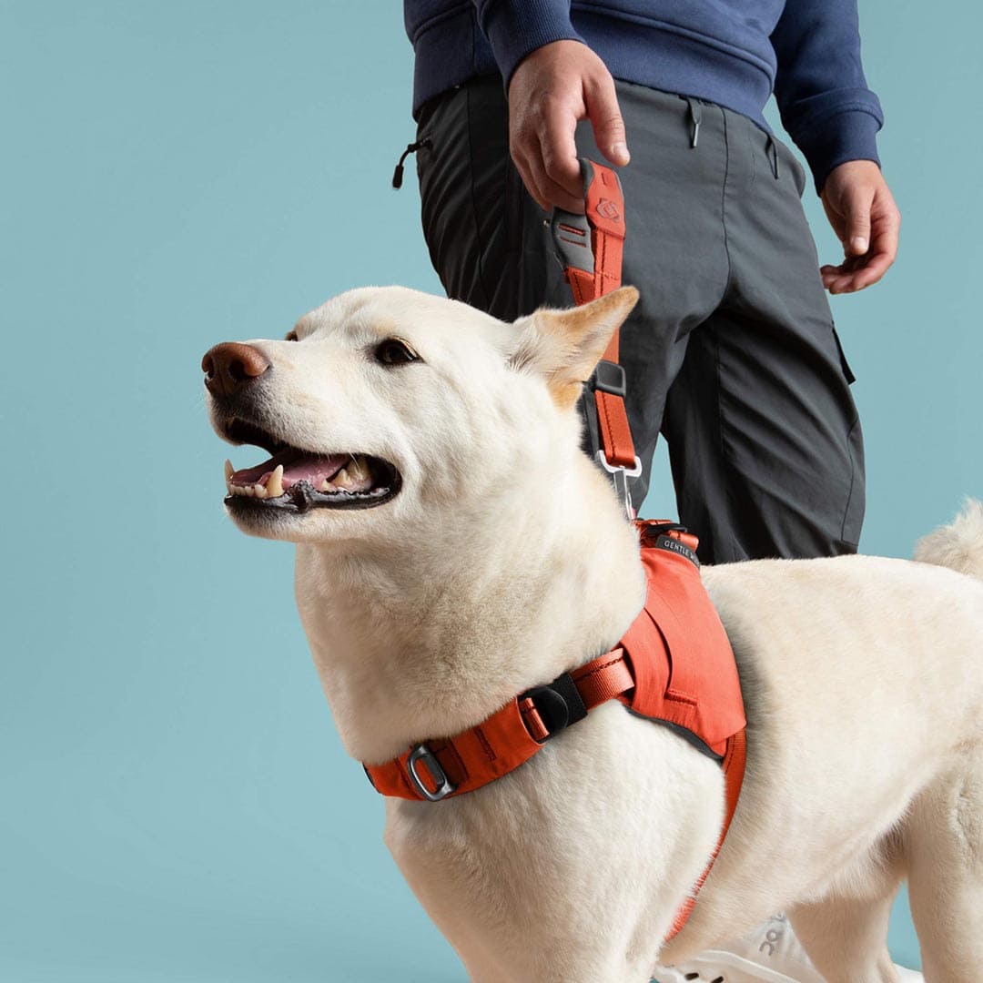 White dog wearing an orange harness with a person holding the leash on a light blue background