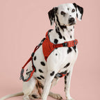 Dalmatian dog wearing a red harness on a pink background