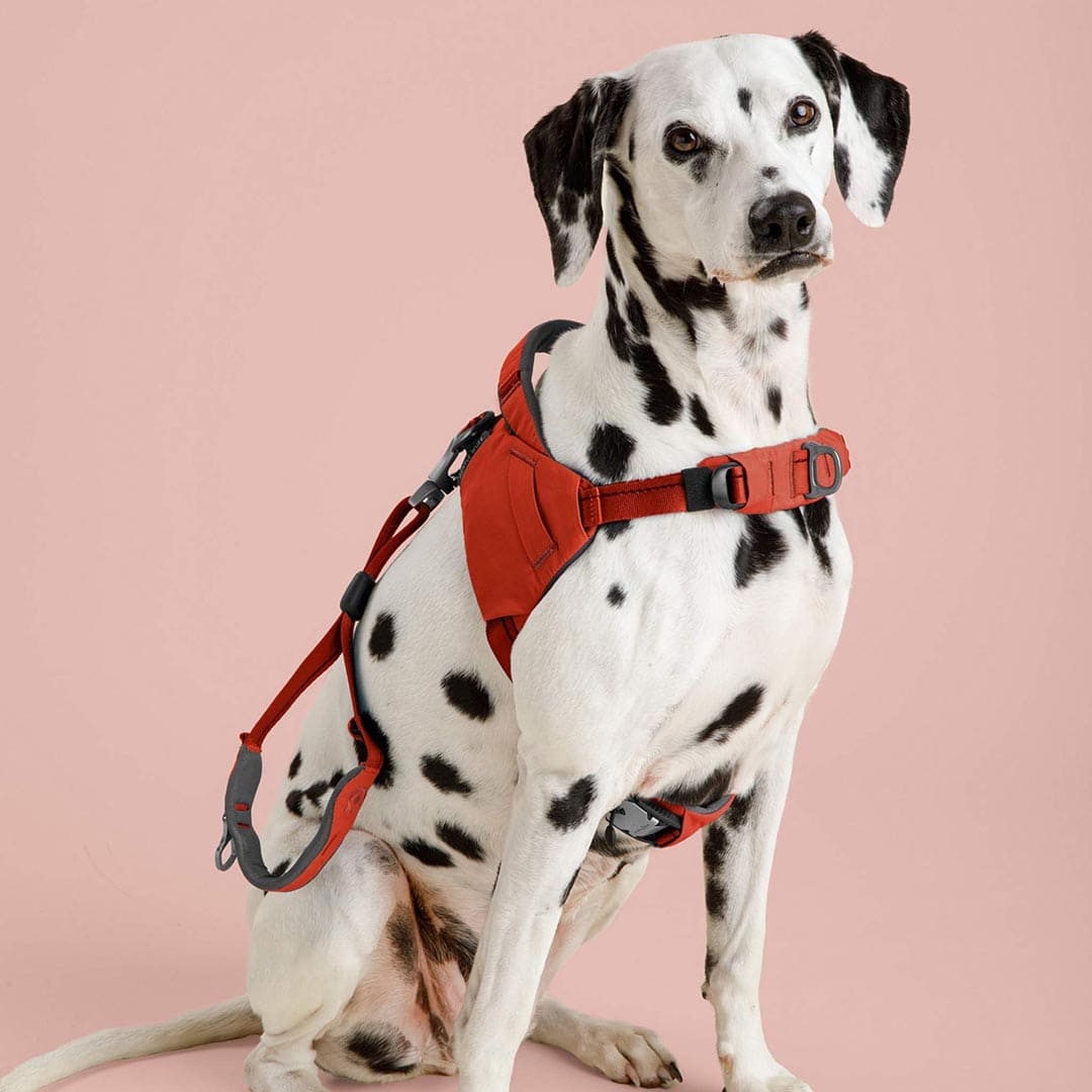 Dalmatian dog wearing a red harness on a pink background
