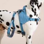 Dalmatian wearing a blue harness on a beige background