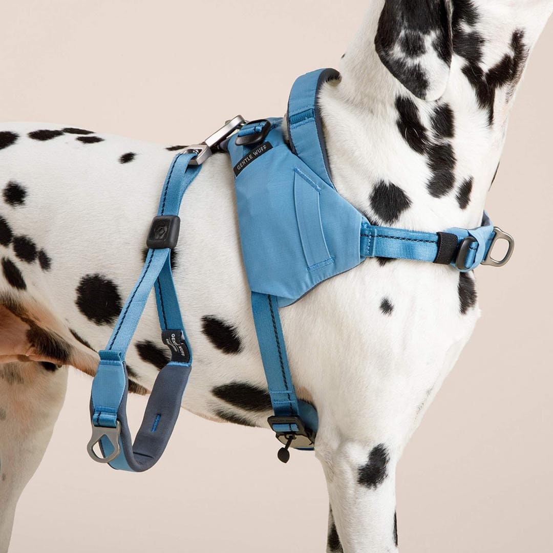 Dalmatian wearing a blue harness on a beige background