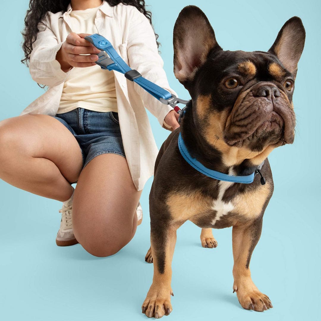 Person kneeling next to a dog wearing a blue collar and leash on a light blue background